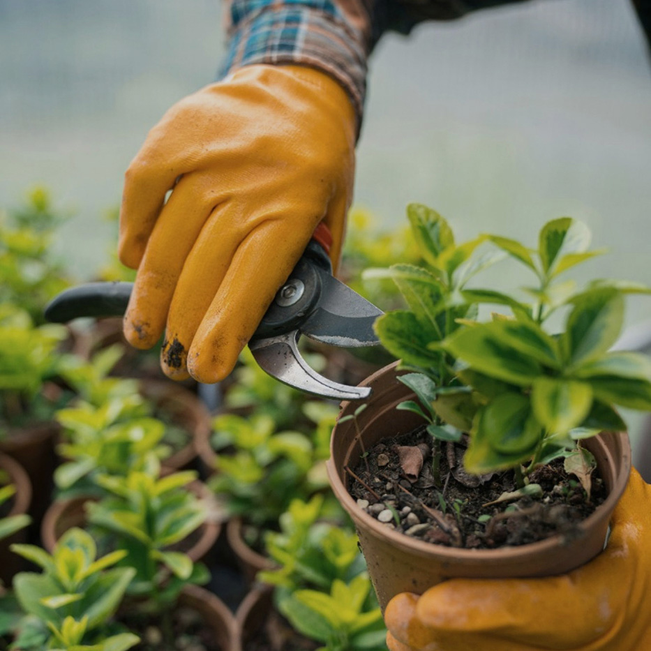 Sustainability Driven Selection